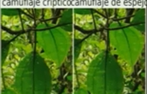 Los Colores de la Naturaleza